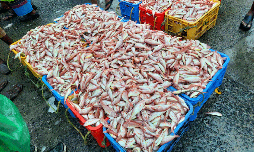 banned-small-fish-are-readily-available-in-the-market