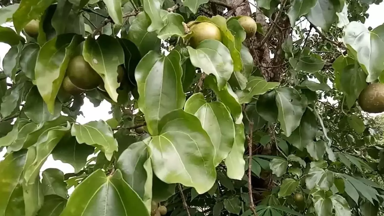 ഗ്യാസിന് നാടൻ ചികിത്സ: കാഞ്ഞിരത്തിന്റെ തൊലിയിട്ട് തിളപ്പിച്ച വെള്ളം കുടിച്ച ദമ്പതികള്‍ രക്തം ഛര്‍ദിച്ച് ഗുരുതരാവസ്ഥയില്‍