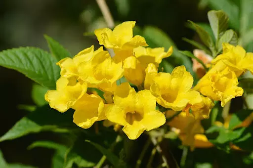 ഏതു കാലാവസ്ഥയിലും വസന്തമൊരുക്കും  ടെക്കോമ