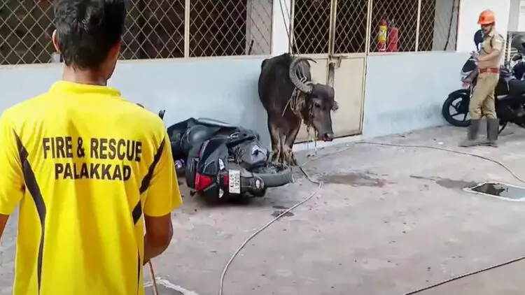 പാലക്കാട് പോത്ത് വിരണ്ടോടി, അക്രമാസക്തനായ പോത്ത് ഓട്ടോ കുത്തിമറിച്ചിട്ടു