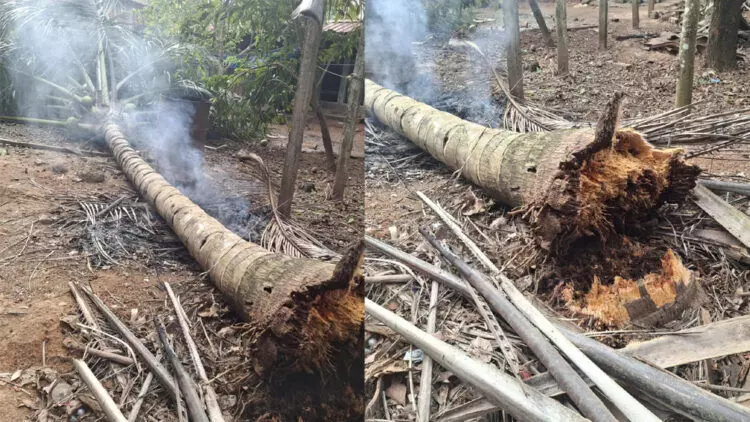 തെങ്ങ് കേടായത് അറിഞ്ഞില്ല, തീയിട്ടതിന് പിന്നാലെ മറിഞ്ഞുവീണു; 5 വയസുകാരൻ മരിച്ചു