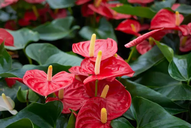 anthurium plant care