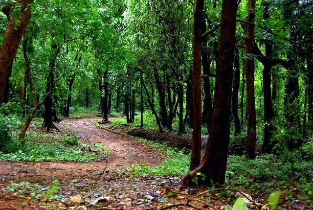 വികസനവും കാത്ത് മേമല, പോത്തംതോട് മലയോരവാസികള്‍