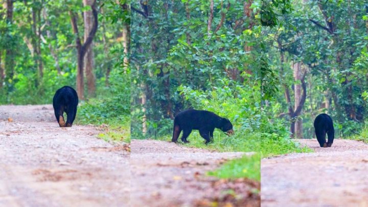 കരടിയെ കണ്ടെത്താൻ തിരച്ചിൽ തുടരുന്നു