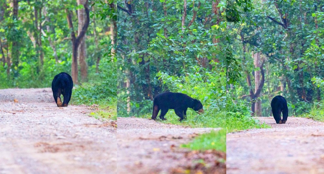 കരടിയെ കണ്ടെത്താൻ തിരച്ചിൽ തുടരുന്നു കരടിയെ കണ്ടെത്താൻ തിരച്ചിൽ തുടരുന്നു