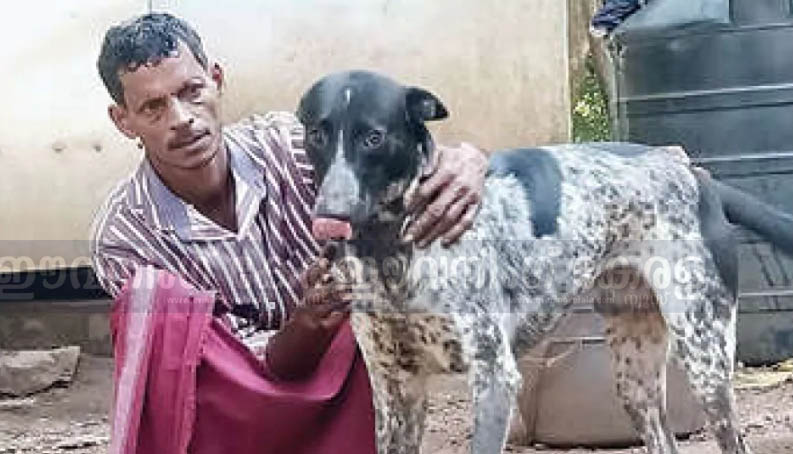 മലപ്പുറത്ത് കാട്ടാനയിൽനിന്ന് കുടുംബത്തെ രക്ഷിച്ച്  ജിമ്മിയെന്ന വളർത്തുനായ