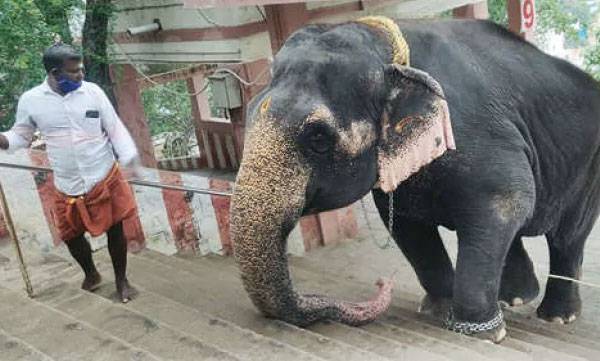 54-ാം വയസ്സിലും പതിവുതെറ്റിക്കാതെ കസ്തൂരി; 800 പടികൾ കയറി പഴനിമല ക്ഷേത്രത്തിലെത്തി