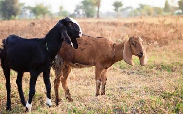 മലപ്പുറത്ത് വീട്ടുമുറ്റത്തെ ആട്ടിന്‍കൂട്ടില്‍ കിടന്ന ആടിനെ അറുത്തു, ഇറച്ചിയുമായി കള്ളന്‍ മുങ്ങി.!