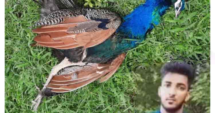 തൃശൂരില്‍ പറന്നുവന്ന മയില്‍ ബൈക്കിലിടിച്ച് നവവരന് ദാരുണാന്ത്യം, ഭാര്യയ്ക്ക് പരിക്ക്