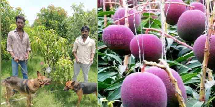 മാങ്ങയ്ക്ക് വില ലക്ഷങ്ങൾ..! തൈകൾക്ക് നാല് സുരക്ഷാ ഭടന്മാരെയും ആറ് നായ്ക്കളെയും കാവൽ നിർത്തി ദമ്പതികൾ