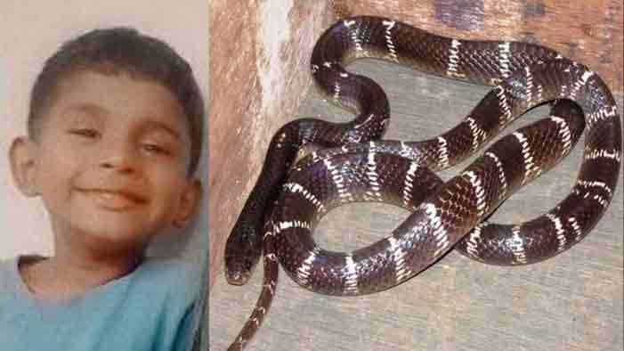 അച്ഛനമ്മമാര്‍ക്കൊപ്പം ഉറങ്ങിക്കിടന്ന നാലരവയസുകാരന്‍ വീടിന്റെ മേല്‍ക്കൂരയില്‍ നിന്ന് വീണ പാമ്പിന്റെ കടിയേറ്റ് മരിച്ചു