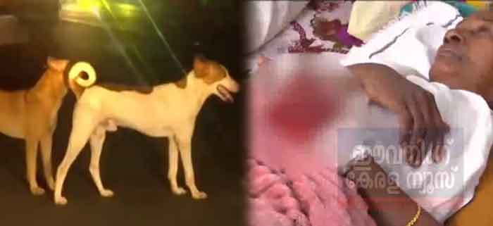 കണ്ണൂരിൽ തെരുവുനായ ആക്രമണത്തിൽ 8 പേർക്ക് പരുക്ക്; വീട്ടമ്മയുടെ കൈപ്പത്തി കടിച്ചെടുത്തു