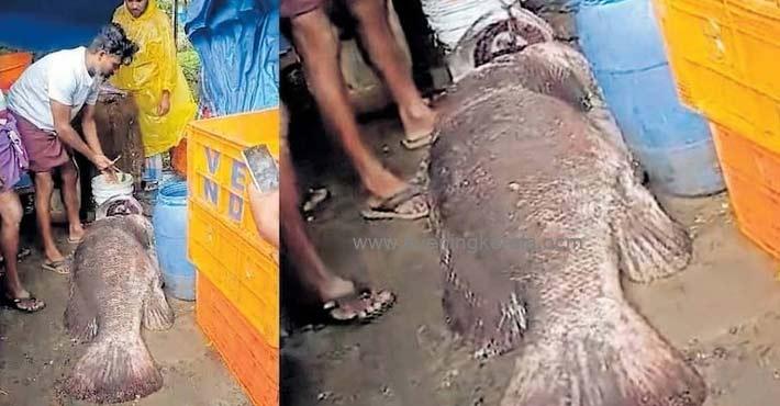 ചീനവലയിൽ 105 കിലോഗ്രാം തൂക്കമുള്ള മത്സ്യം; 40,000 രൂപയ്ക്കു വിറ്റു